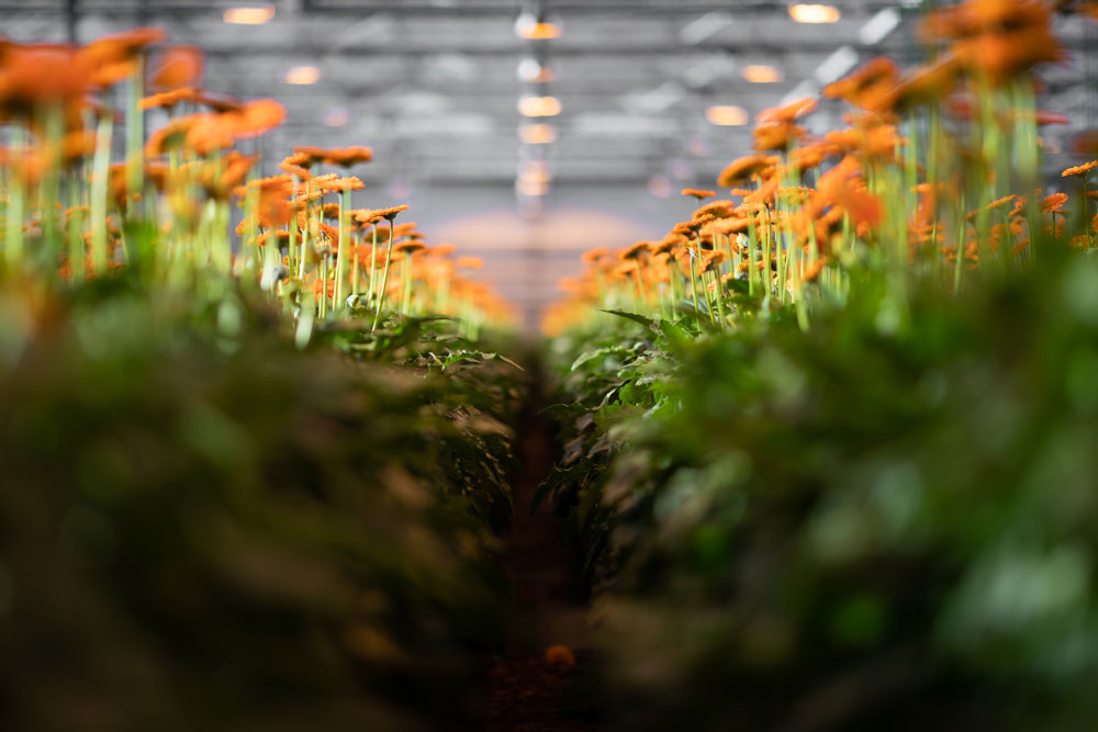 Instant good feeling