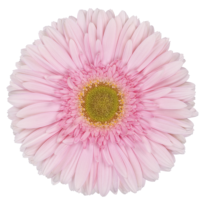 Grootbloemige Gerbera | Bloemen Dens